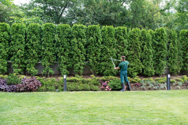 Best Lawn Watering Services  in Dillsboro, IN