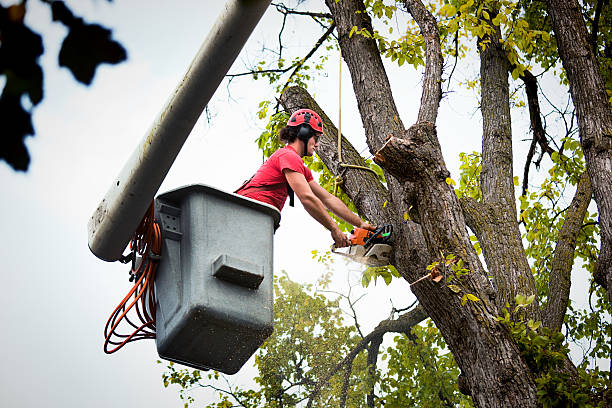 Professional Tree Services in Dillsboro, IN